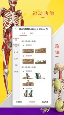 3DBody解剖精简版