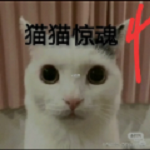 猫猫惊魂4福利版